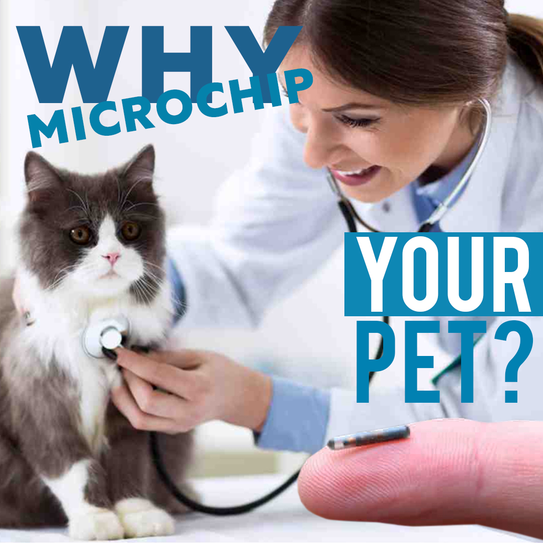 Microchip-07.jpg